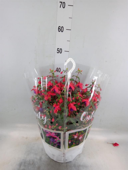 <h4>Fuchsia   ...</h4>