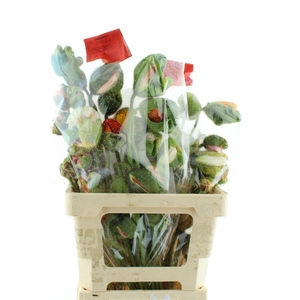 Papa Pizzicato Extra