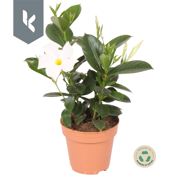 <h4>Dipladenia Rio White</h4>