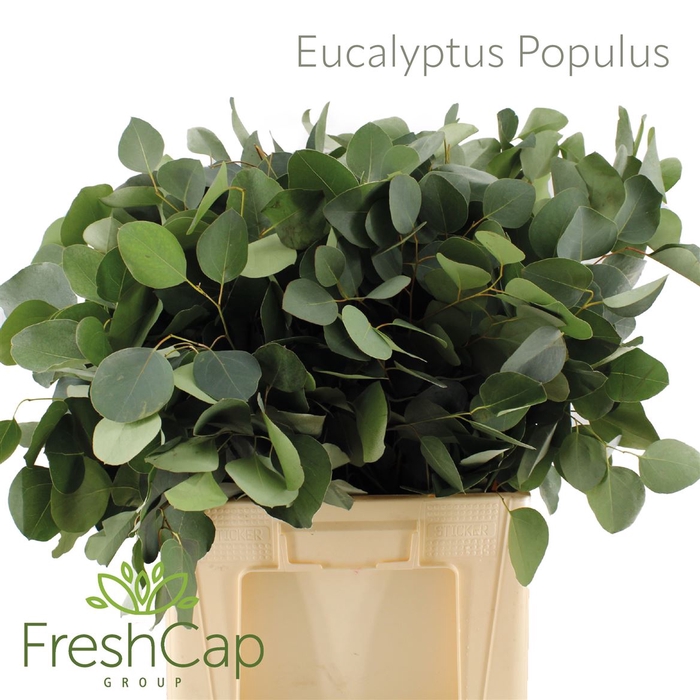 Eucalyptus Populus