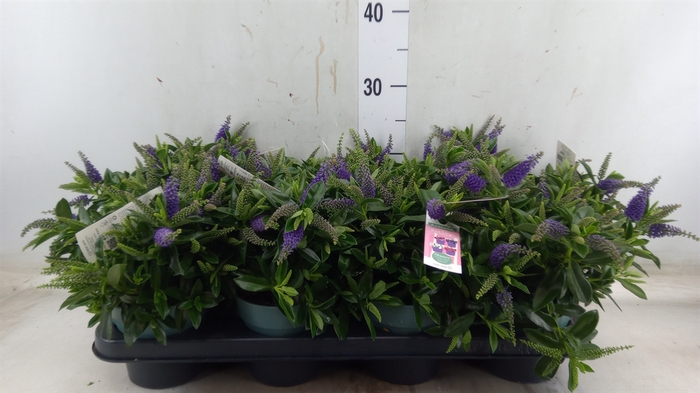 <h4>Hebe  'Hebepetita Blue'</h4>