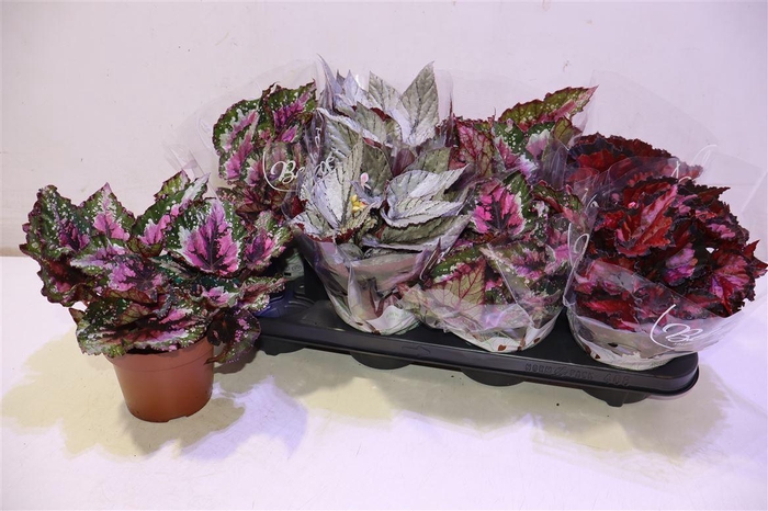 <h4>arr8 Beg Bel Gem</h4>