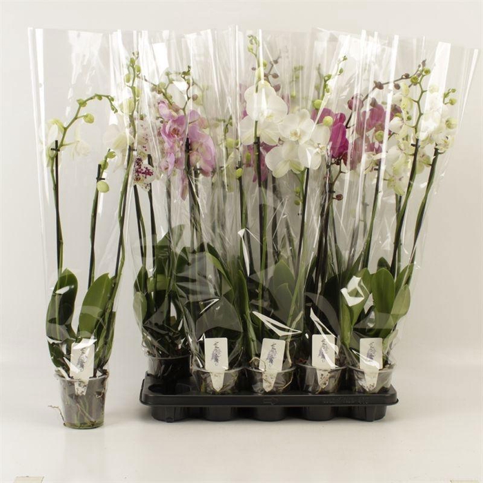 <h4>PHAL GEM 5 KL</h4>