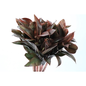 Dracaena Purple Compacta