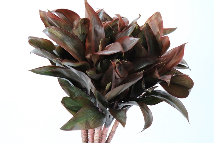 <h4>Dracaena Purple Compacta</h4>