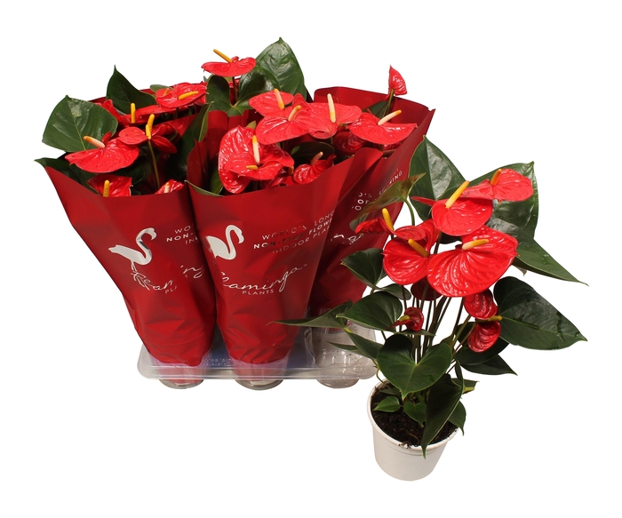 <h4>Anthurium XL.9 Jambo Red 14cm met sierhoes</h4>