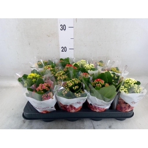 Kalanchoe blos. 'RoyalDon'   ..mix