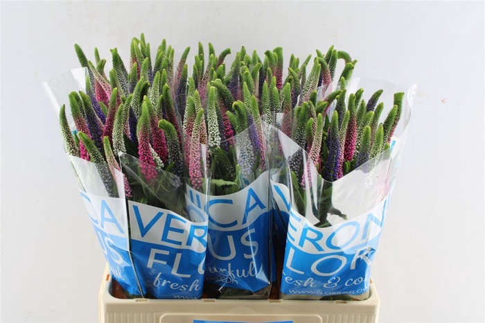 <h4>Veronica Smart Colors Mixed</h4>