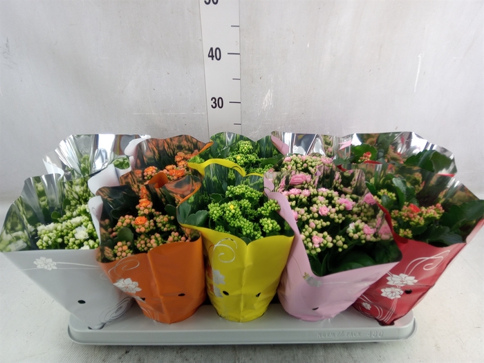 <h4>Kalanchoe blos. 'Perfecta'  ..mix 5</h4>