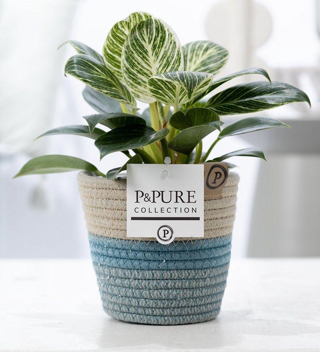 <h4>Philodendron White Wave in P&PURE Fashionpot Valerie</h4>