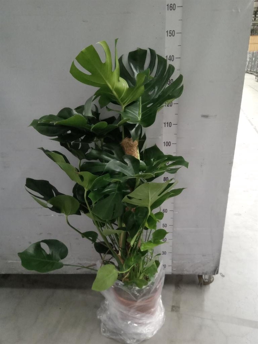<h4>Monstera delic.</h4>