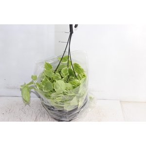 PEPEROMIA SCANDENS C21