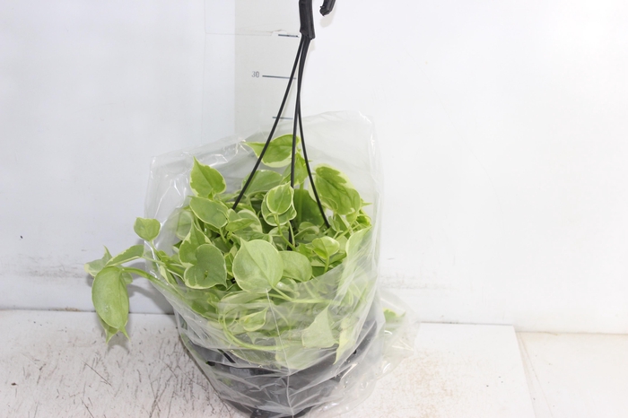 <h4>PEPEROMIA SCANDENS C21</h4>