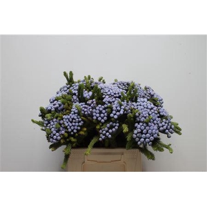 Kaaps Brunia Albiflora M Lavender