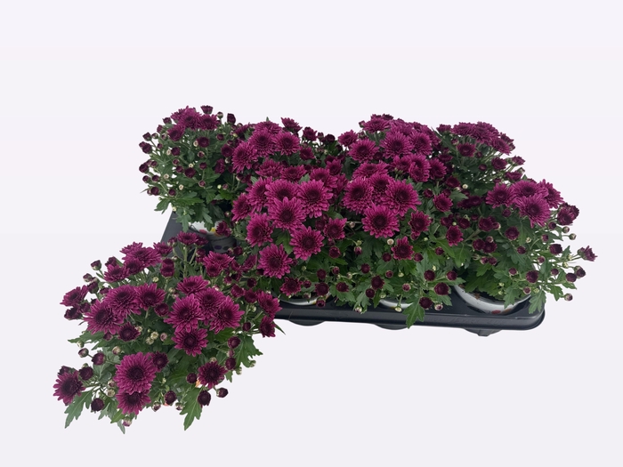 <h4>CHRY GARD DOU PURPLE</h4>