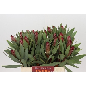 Protea Robijn