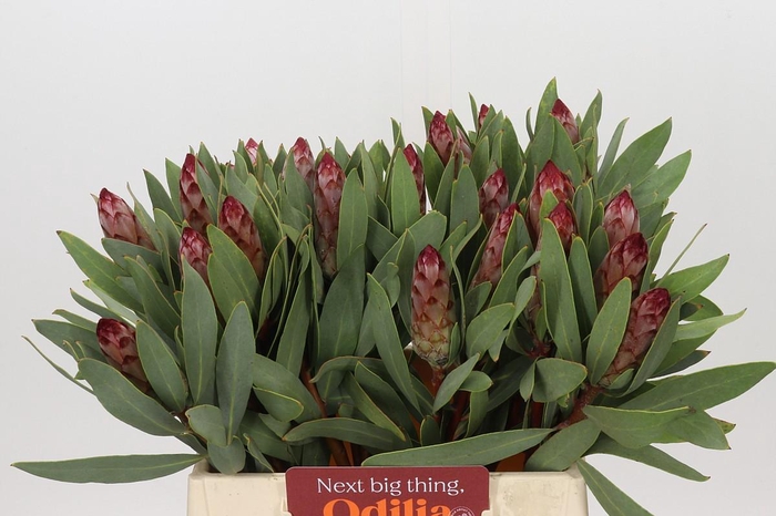 <h4>Protea Robijn</h4>