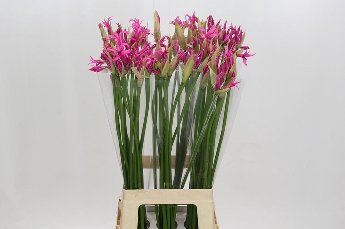 <h4>Nerine Alexandra</h4>