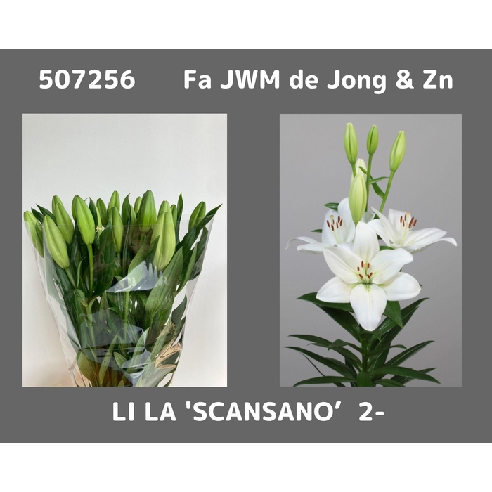 <h4>Li La Scansano</h4>