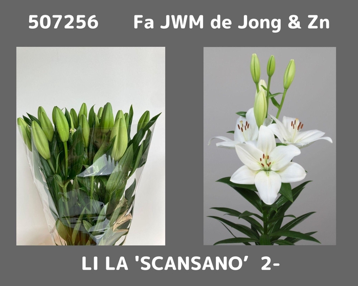 <h4>LI LA SCANSANO</h4>