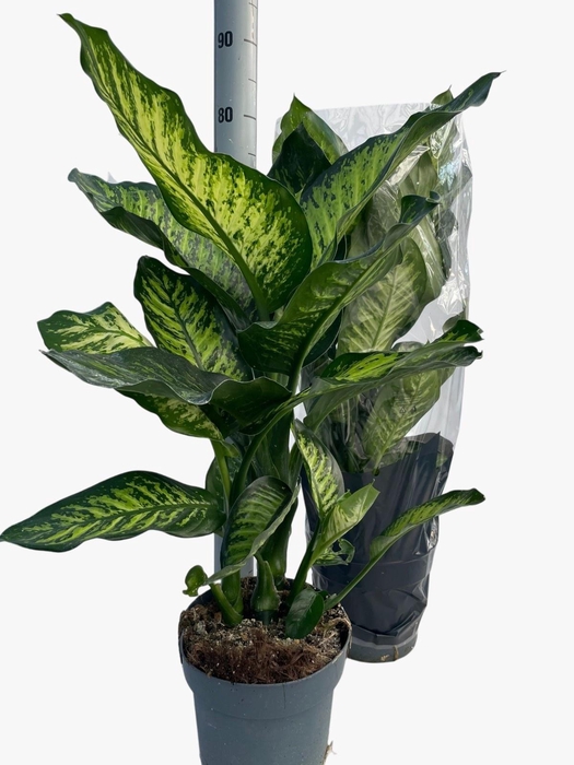 <h4>DIEFF SE TROP JEWEL</h4>