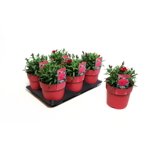 <h4>Dianthus Oscar Cherry</h4>