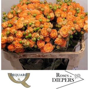 R Tr Orange Trendsetter Diepers