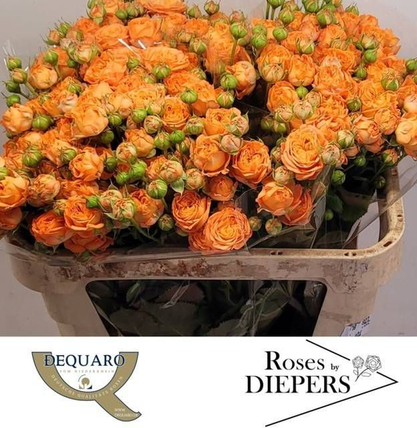 <h4>R Tr Orange Trendsetter Diepers</h4>