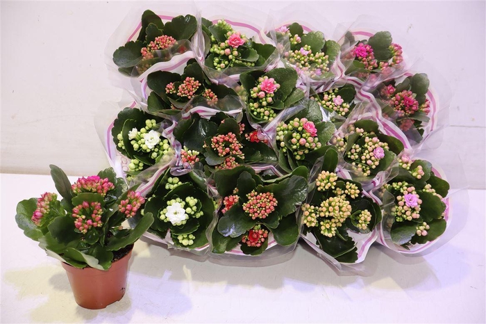 <h4>Kal Ge Gem 5 Kl</h4>