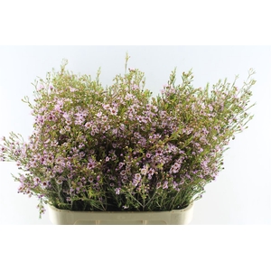 Chamelaucium Early Nir Pale Pink