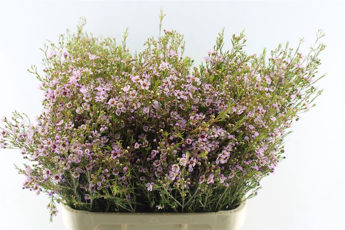 <h4>Chamelaucium Early Nir Pale Pink</h4>
