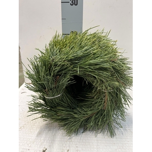 KRANS HALF GEBOND H%