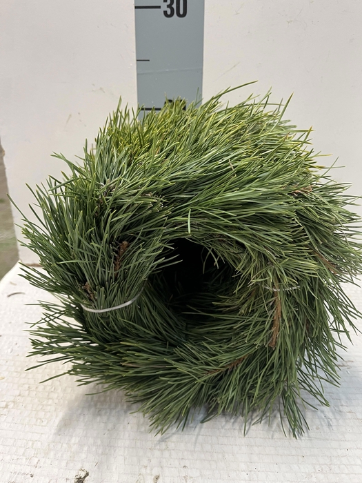 <h4>KRANS HALF GEBOND H%</h4>