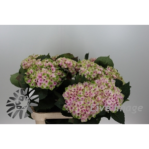 Hydrangea royal amigo