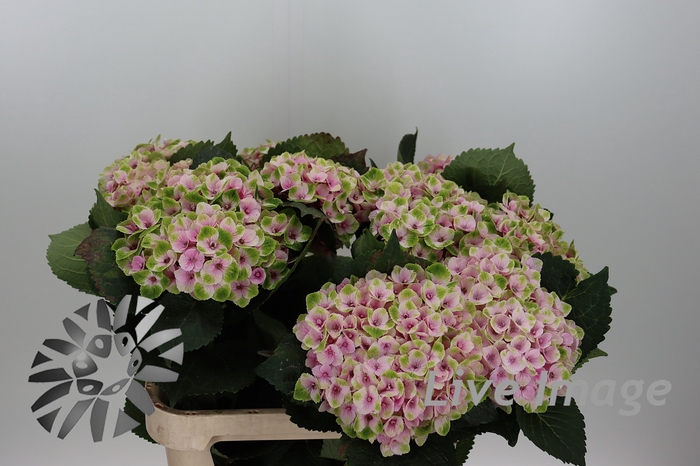 <h4>Hydrangea royal amigo</h4>