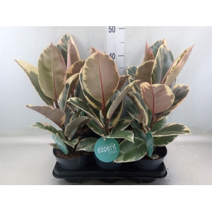 Ficus elastica 'Tineke'