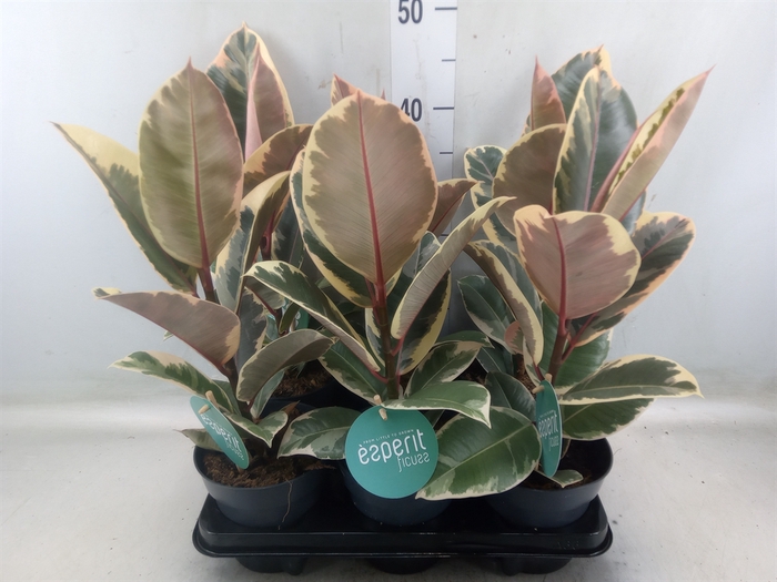 <h4>Ficus elastica 'Tineke'</h4>