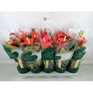 Anthurium andr. 'Aroha'