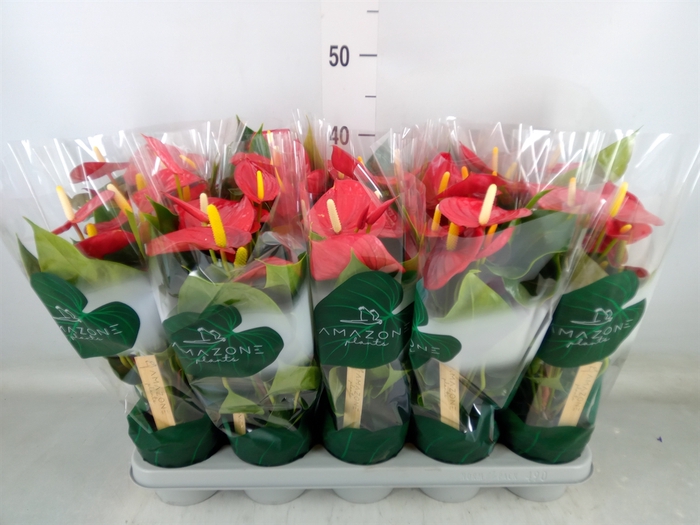 <h4>Anthurium andr. 'Aroha'</h4>