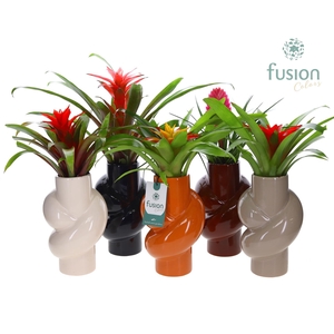 Keramiek pot met Guzmania