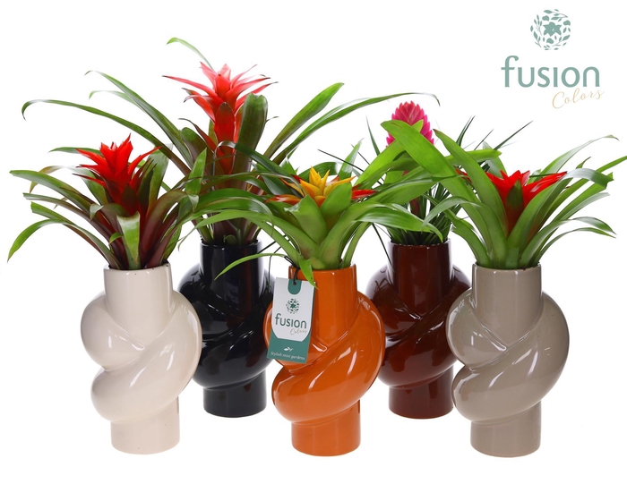 <h4>Keramiek pot met Guzmania</h4>