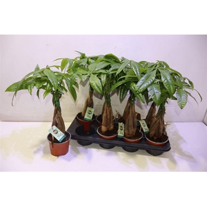 arr8 Pachira Aquatica