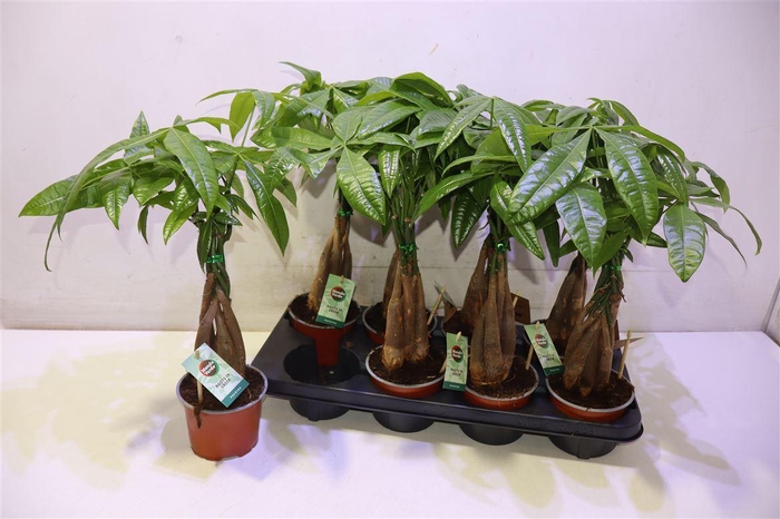 <h4>arr8 Pachira Aquatica</h4>