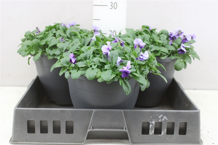 <h4>Viola Cornuta Call Beacon Blue</h4>