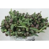 Euca Robusta Giant P Bunch