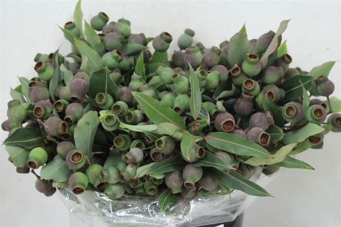 Euca Robusta Giant P Bunch