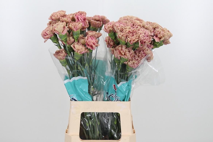 <h4>Di St Babylon</h4>