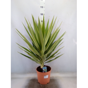 Yucca elephantipes 'Jewel'