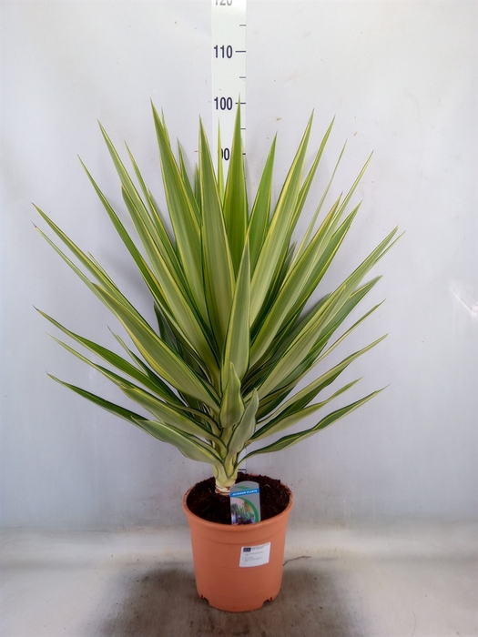 <h4>Yucca elephantipes 'Jewel'</h4>