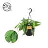 Epipremnum pinnatum 'Cebu Blue' hangpot